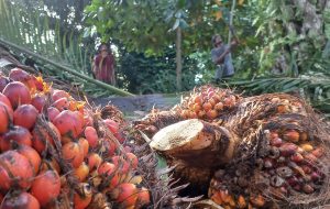 Defisit Minyak Sawit Picu Kekhawatiran Kenaikan Harga Minyak Goreng di 2025