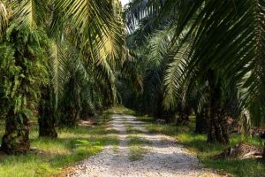 ESG Jadi Keharusan di Industri Sawit, Namun  Jalan Menuju Keberlanjutan Masih Panjang