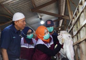 Idul Adha 1446 H, SIG Bagikan 237 Hewan Kurban Setara 21 Ton Daging di 20 Provinsi